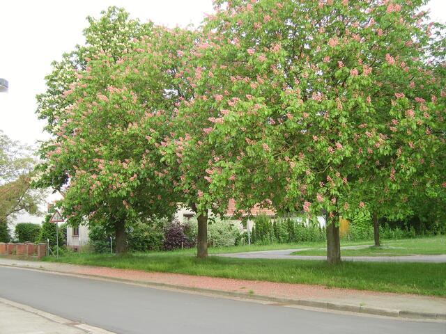 Die seitlichen Bäume in Richtung Bodestraße