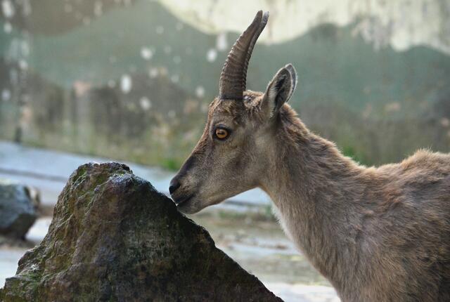 Wieder ohne Brille unterwegs...?