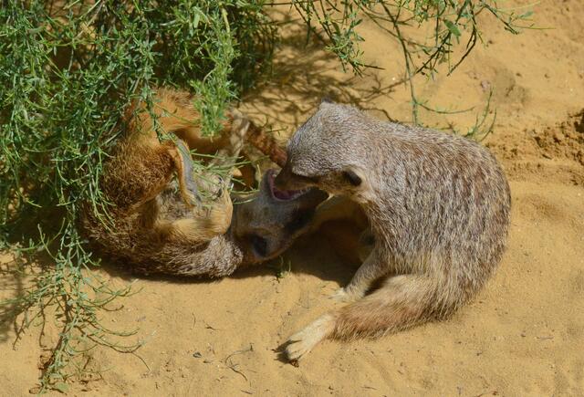 Haste etwa Mundgeruch........?