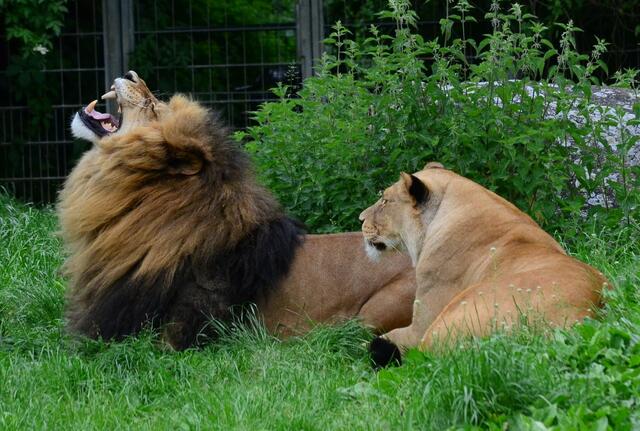 Was'n los, Herbert...?