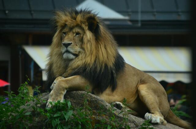 Majestätisch, mächtig... aber heute auch seeehr müde!