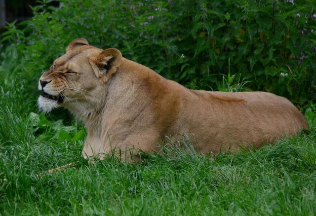 Wenn er jetz nicht kommt, dann mach ich einfach die Augen wieder zu...