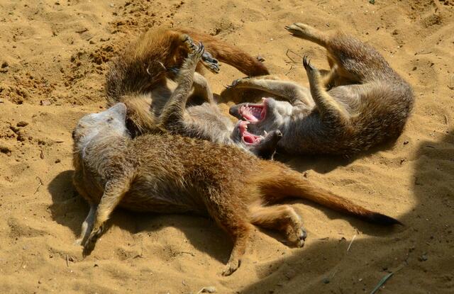 Ich schmeiß mich weg.........