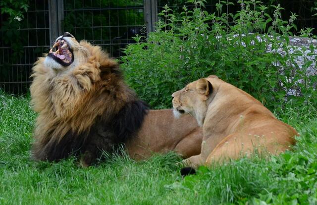 Ich weiß auch nicht, Elfriede... bin den ganzen Tag nur am Gähnen...Uaahhhh.....
