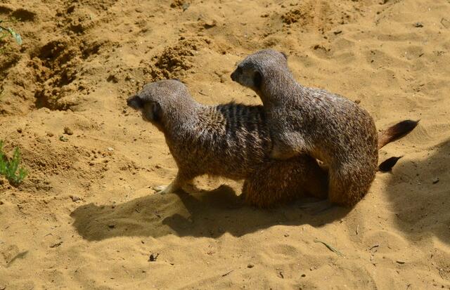 Nu mal hoch mit dem Hintern...!