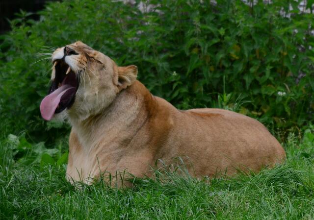 Ich finde heute alles zum Gähnen langweilig...