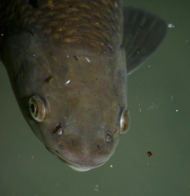 Halloooo.... Du da oben!