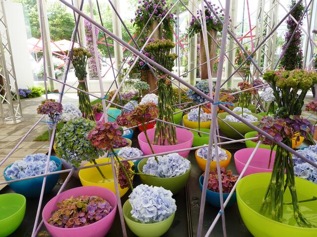 In der Blumenhalle: Hortensien in bunten Schalen gemäß dem Motto miteinander "verwoben"