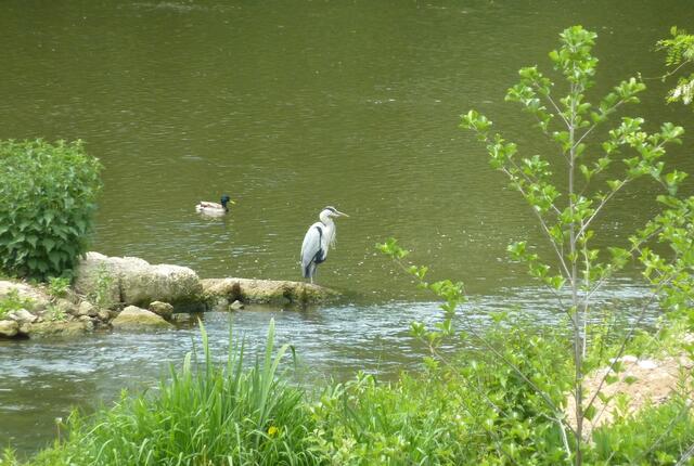 Der Reiher steht am Zusammenfluss von Regnitz und  Fischpass.