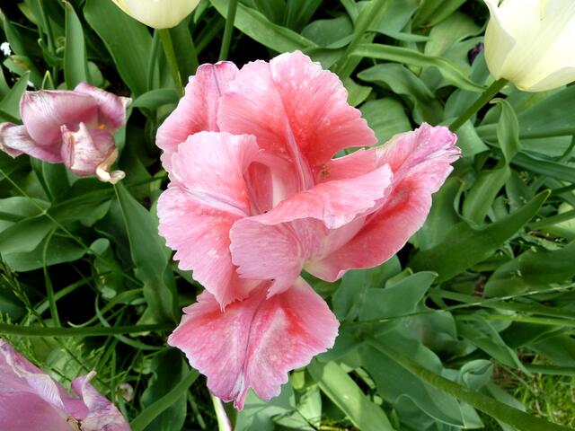 Auch diese Schönheit ist eine Tulpe.