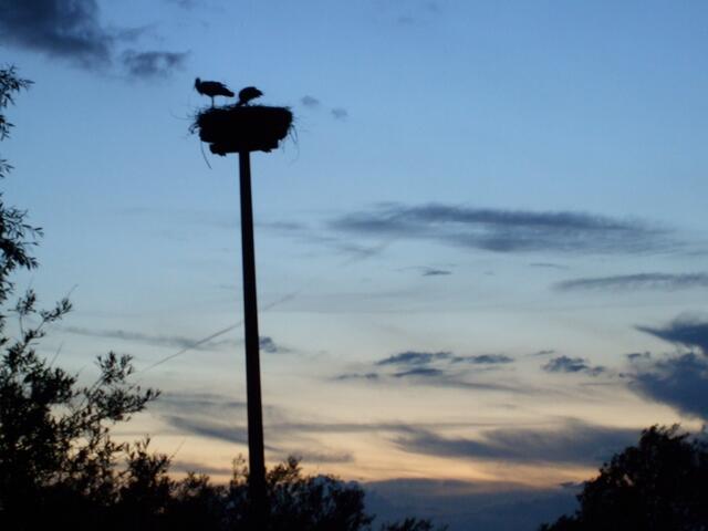Das Storchennest am Campingplatz