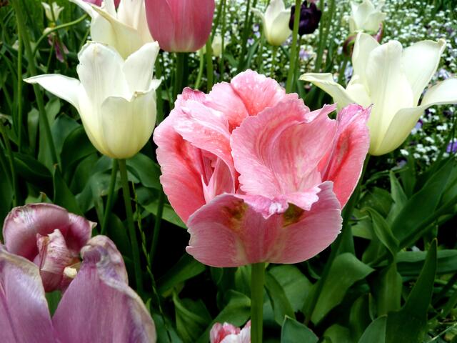 Besondere Tulpenschönheit