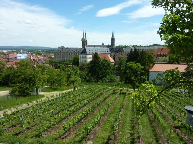 Seit 2009 wachsen am Michelsberger Südhang wieder Silvaner-Weinreben. Im Hintergrund sind der Dom und die neue Residenz zu sehen.