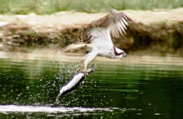 Tatsächlich holt er sich den Fisch. Eine Szene wie in einem Film. (Bild vom Bild)
