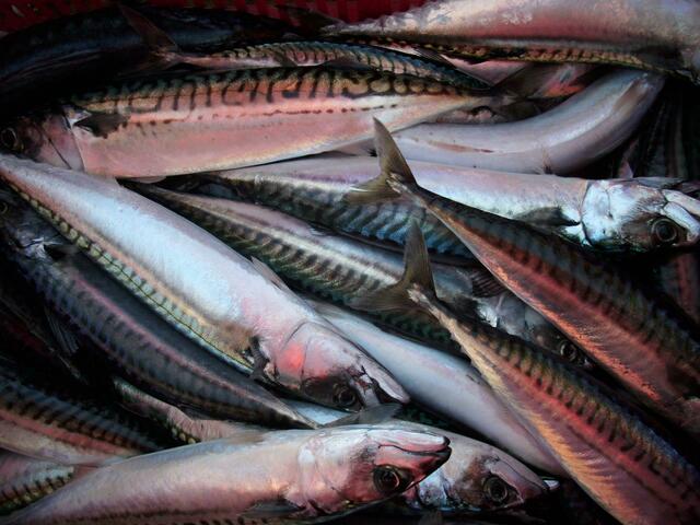 Bester Fisch