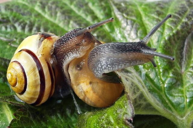 So machen's die Schnecken im Mai. Sie bescheren Helmut Kuzina einen schön glitschigen 3. Platz! | Foto: Helmut Kuzina