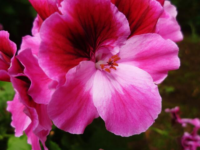 Pelargonien - Geranie am 8.6.2012 !