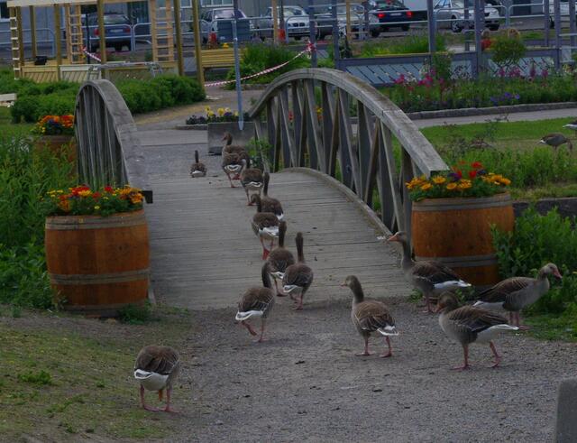 Im Gänsemarsch über die Brücke