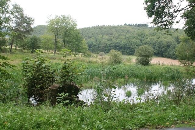 Blick vom Damm über den zweiten Tümpel hinweg. Brutplätze seltener Wasservögel finden sich in dem dichten Uferbüschen zu Hauf. Man sollte die Nistplätze und Bruttätigkeit nicht stören