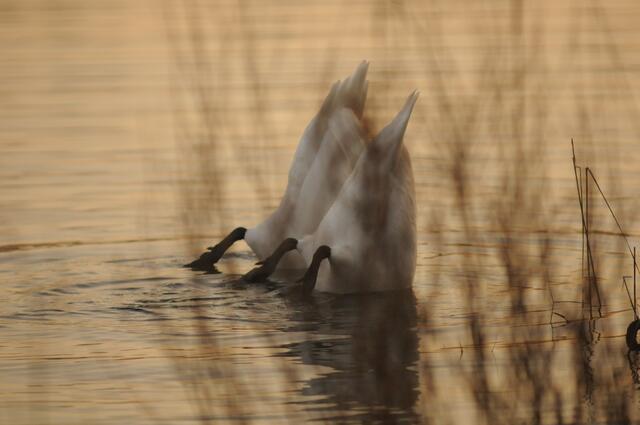 ...syncron futtern....