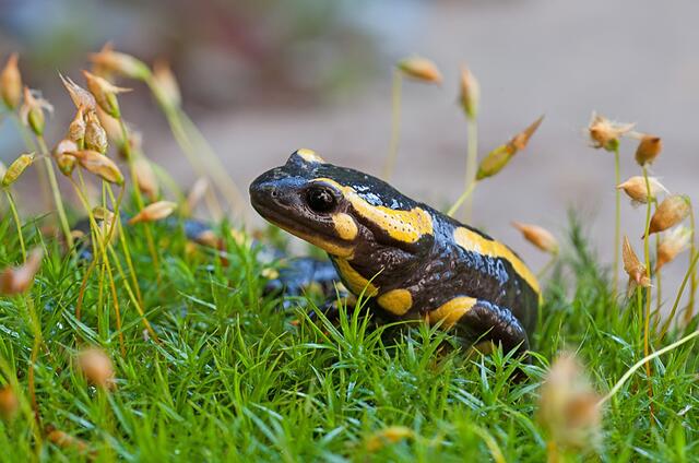 ...Salamander auf Nahrungssuche...