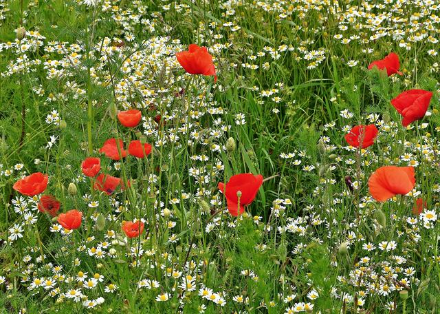 Klatschmohn und Kamille