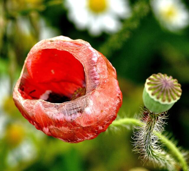 Seltsame Klatschmohnblüte