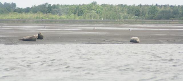 Robben, keine niederländischen Fussballer