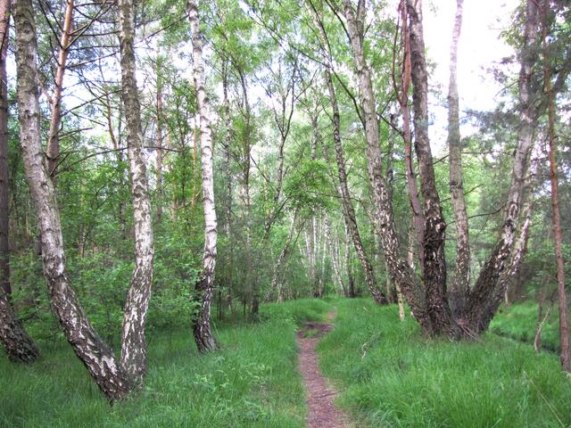 Der typische Moor-Bruchwald, bestehend aus Birken und Erlen.