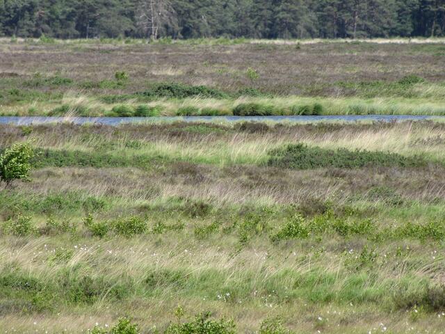 Im südlichen Bereich des Bissendorfer Moores liegt der Muswillensee. Durch einen sogenannten Schwingrasen verlandet er langsam. Von seinen einst 7 000 Quadratmetern Fläche ist noch die Hälfte erhalten.
