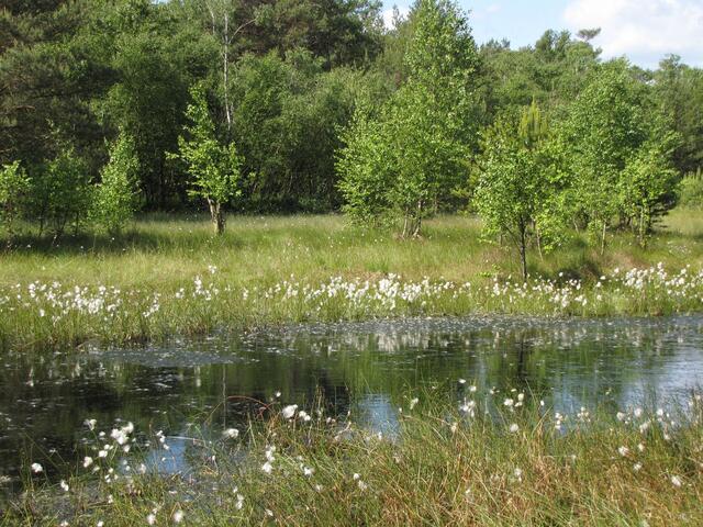 Das Bissendorfer, das Otternhagener und das Helstorfer Moor vor etwa 3000 Jahren.
