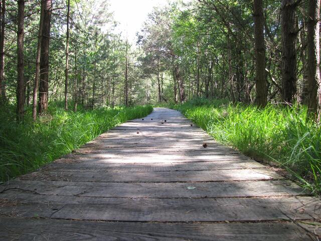Damit man keine nassen Füße bekommt, wird der Weg auf Bohlen durch den Bruchwald geführt.