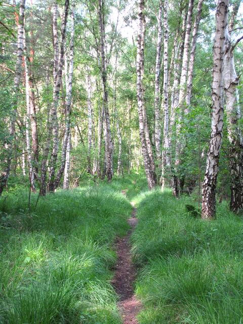 Weiter geht es durch den Bruchwald um das ganze Moor herum.