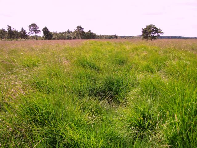 Pfeifengras hat sich ausgebreitet, dazwischen liegen kleine Tümpel eingestreut. 110 Hektar fast unberührter Moorfläche konnten im Bissendorfer Moor erhalten bleiben.