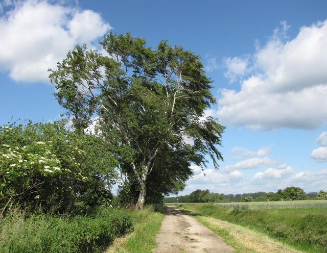 Auch wenn es ein schöner Sommertag ist, so müssen wir doch ordentlich gegen einen starken Wind strampeln. Man erkennt es an den Zweigen der Birke.