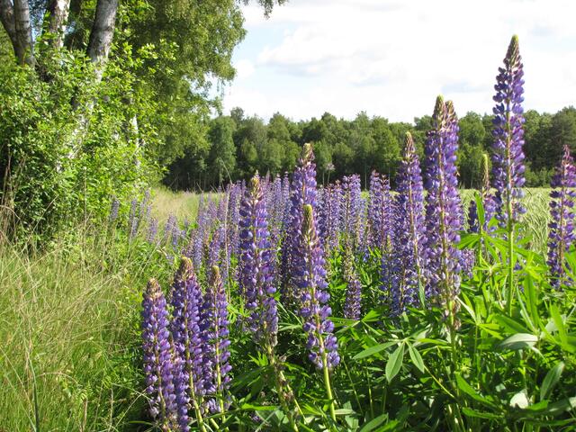 Die Hauptblütezeit des Frühjahrs ist vorbei. Deswegen fällt jede Farbe am Wegrand auf. Lupinen wachsen gern an Waldrändern.