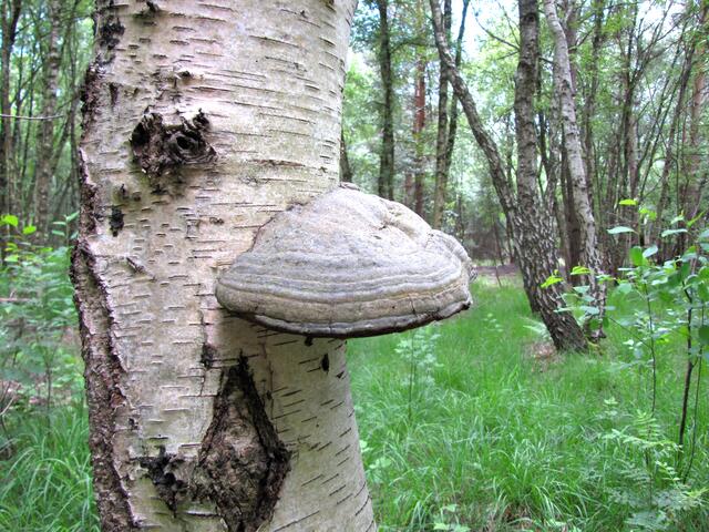 Baumpilze wie dieser Zunderpilz wachsen besonders gern an totem Holz.