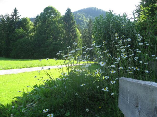 Hier beginnt der schweißtreibende Aufstieg zum "Pürschling".
