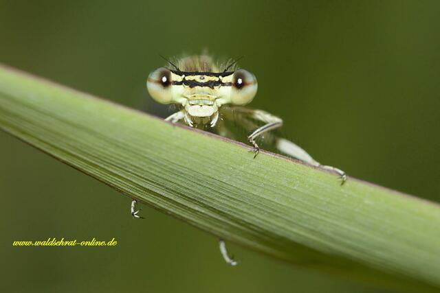 Junges Weibchen der Blauen Federlibelle (Platycnemis pennipes) beim "Photoshooting".