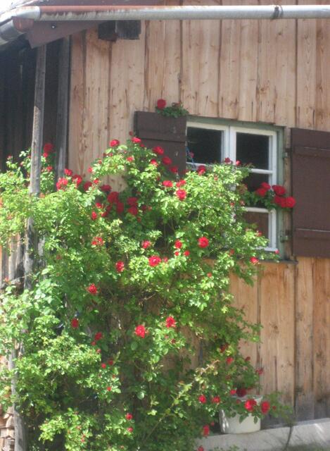Strauchrose vor Holzhaus.