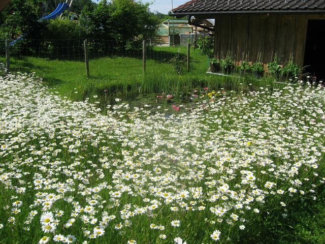 Margeritenpracht im Bauerngarten, mit Seerosenteich.
