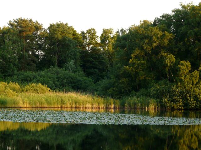 Der Würmsee im Abendsonnenschein.