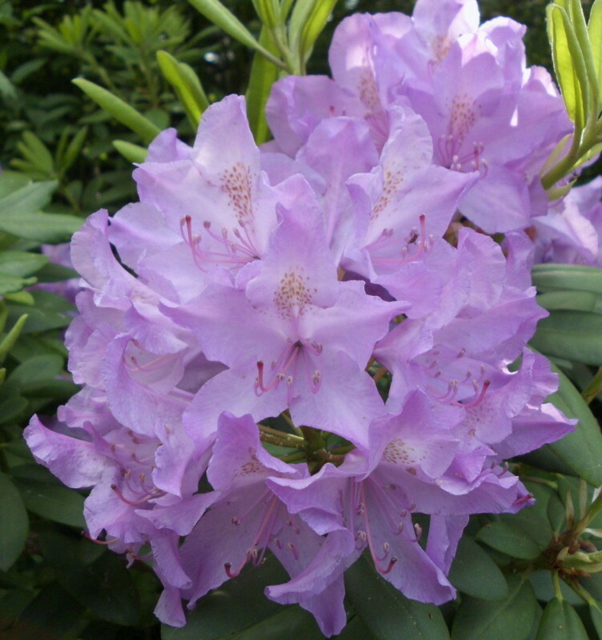 Sir Paul McCartney wird 70 Jahre - Amöneburg Sir Paul McCartney wird 70 Jahre - Amöneburg