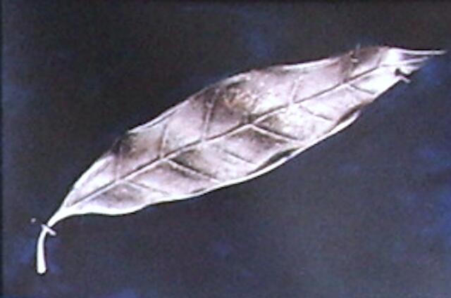 das "Silberne Lorbeerblatt" | Foto: Maisel privat, 2012