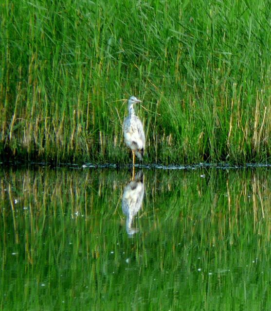Wie ein Storch steht der Reiher hier nur auf einem Bein. Warum? Beide Arten gehören zu den Schreitvögeln. Diese haben lange federlose Beine. Praktisch ist das wenn der Reiher bei der Nahrungssuche durch das Wasser watet. Doch es bedeutet einen hohen Wärmeverlust. Deshalb ziehen sie abwechselnd das eine und später dann das andere Bein in ihr wärmendes Gefieder zurück.