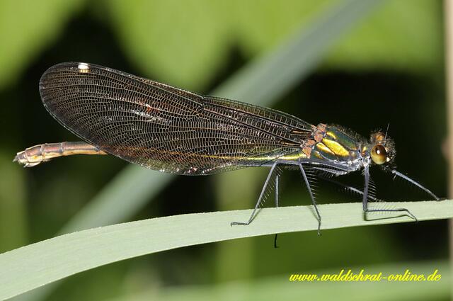 Ein junges Weibchen der Blauflügel - Prachtlibelle (Calopteryx virgo).