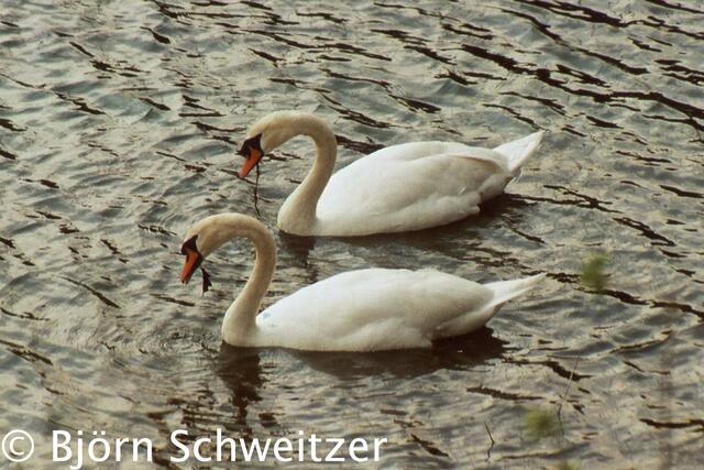 Schwanenpärchen