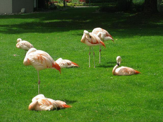 Flammingos dösen in der Sonne .... sie fühlen sich hier sichtlich wohl