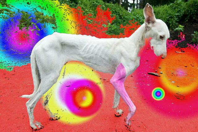 ARME KUNST & HUNDE documenta (13) malerei werner hahn 25-6-12