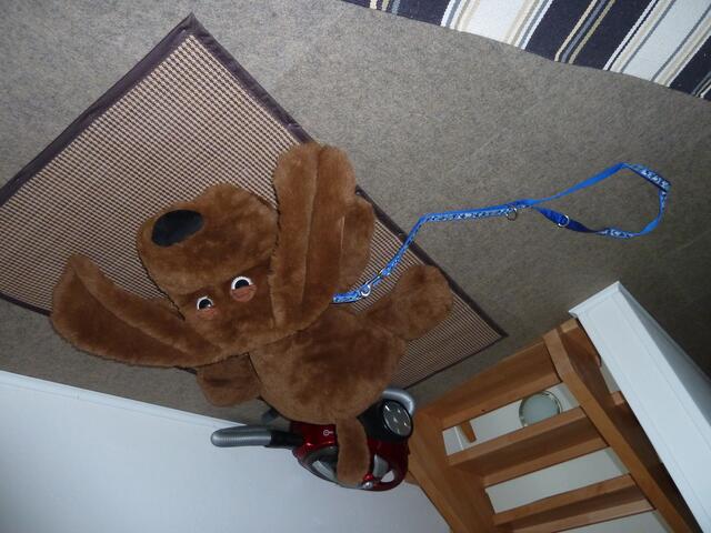 Das ist doch Tierquälerei,ein Hund an der Decke.